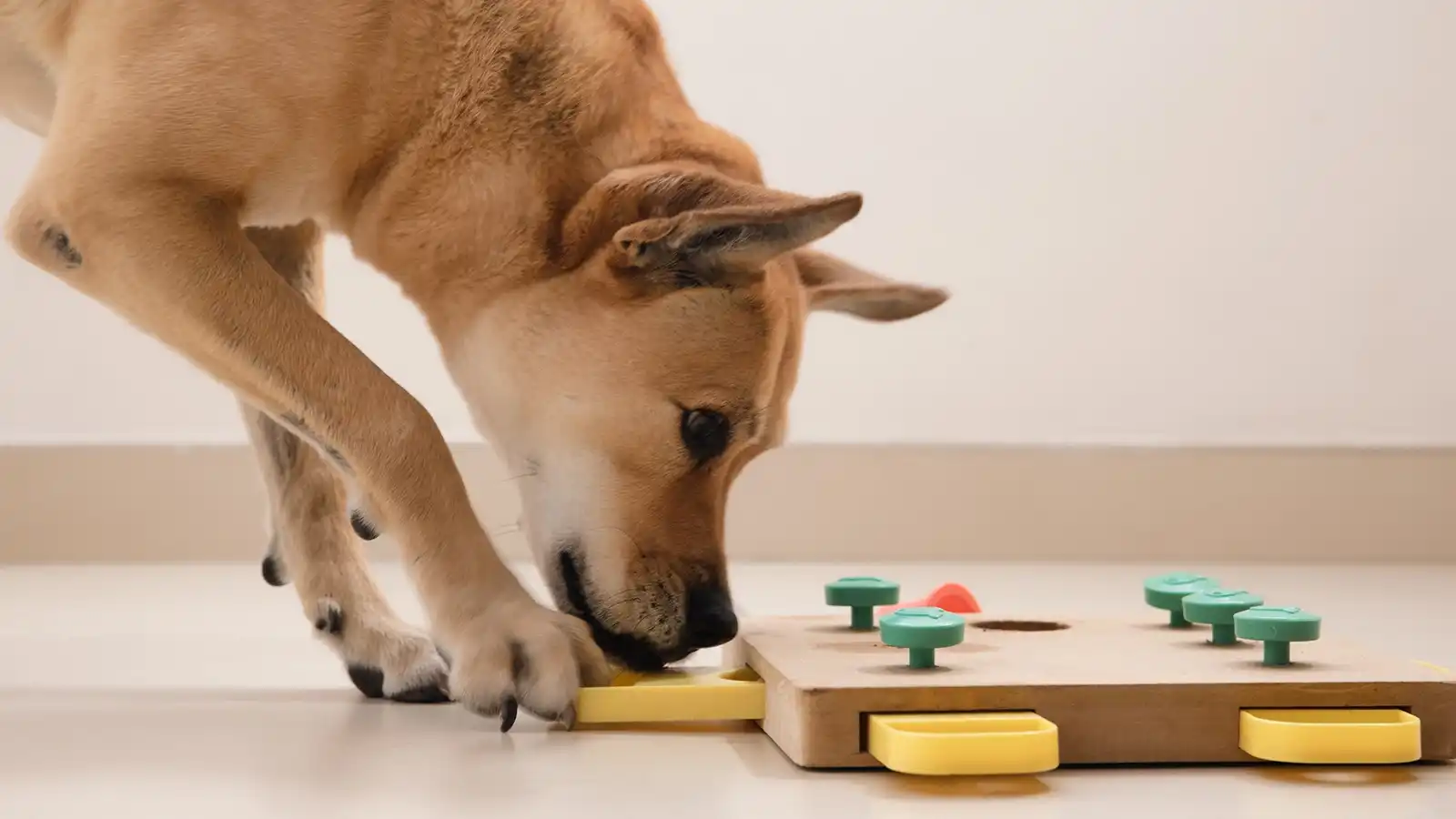hunde-intelligenzspielzeug